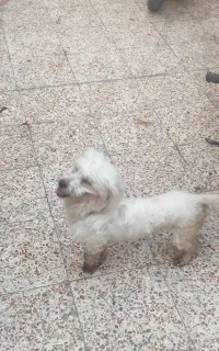 سگ اهلی