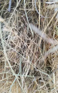 علوفه تازه دامی