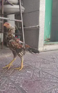 جوجه خروس هندی