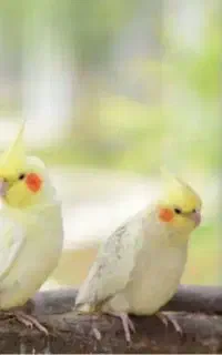 عروس هلندی پیدا شده در کوهبنه
