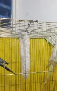 عروس هلندی