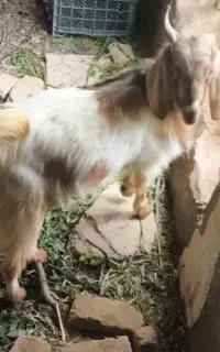 بز گوسفند