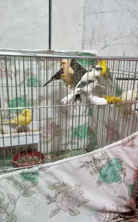 فروش قناری