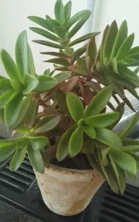 گل زیبا