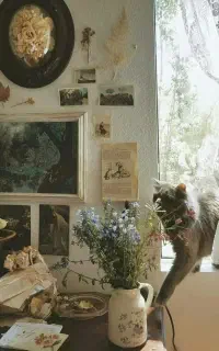 پانسیون گربه