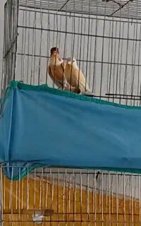 قناری نر