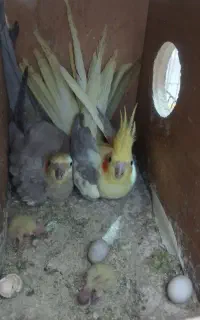 4تا عروس هلندی دوتا جوجه کوچیک دارن با وسایل کامل