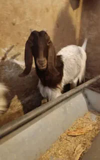 بز پاکستانی یه شکم زاییده