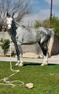 مادیان و اسب