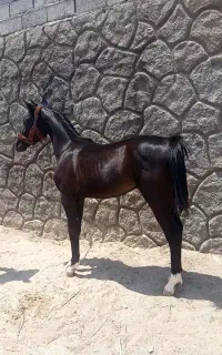 کره نریون مشکی