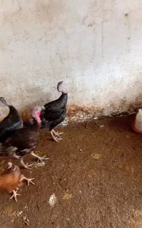 مرغ بوقلبون