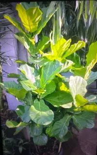 سمپاشی باغبانی بیش از ۲۰سال سابقه