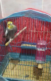 عروس هلندی