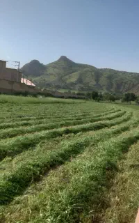 علف زنی با تراکتور