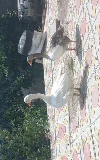 غاز محلی یک جفت