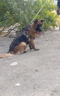 سگ ژرمن شولاین شجره دار