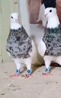 کبوتر طوقی