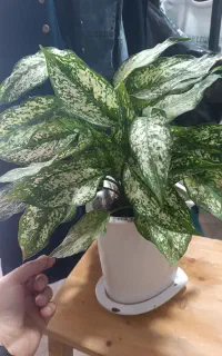 اگلونما مناسب