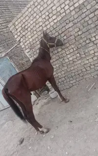 اسب نریان عرب