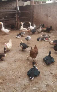 فروش نروماده اردک و قوغاز