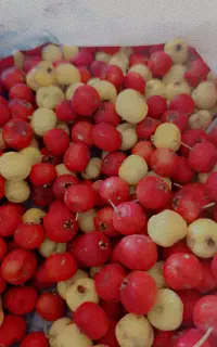 سیسه سرحر