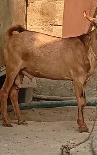 نری صومال و شهری