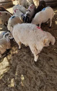 بره نر