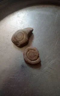 فسیل حلزون