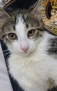 گربه ماده