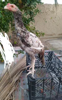 ۳ماه