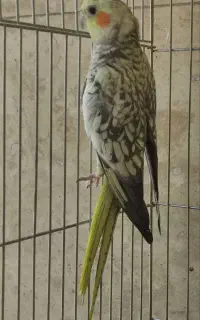 عروس هلندی ماده