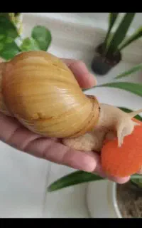 حلزون سوپر مولد