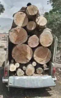 قطع.برش و تیکه کردن درخت و چوب و هرس با اره موتوری