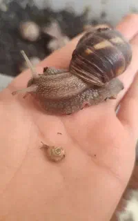 حلزون اسکارگو