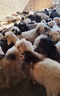 بره پرواری