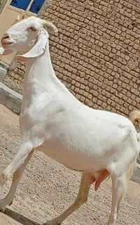 بز مری ابست جمل زا