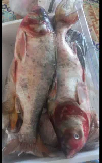 پخش گوشت وماهی مایه کوبیده چرخ کرده
