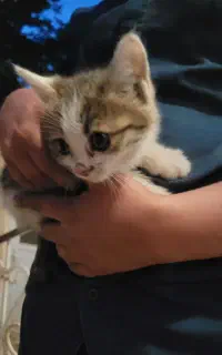 بچه گربه‌ پلنگی دستی