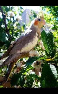 عروس هلندی سرلاکی وبالغ