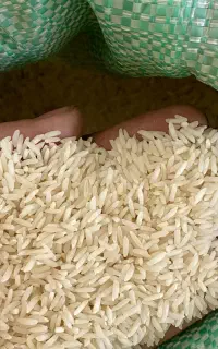 برنج طارم هاشمی اصل درجه ۱