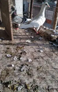 کبوتر مسافتی