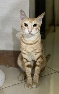 واگذاری گربه