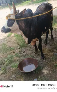 ورزا چالوسی آث