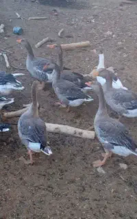 غاز