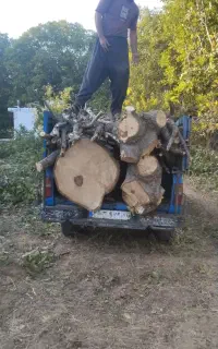 خرید انواع چوب بصورت نقد