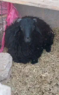 یک عدد بره نر معاوضه با بز