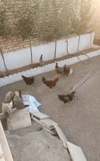 خروس