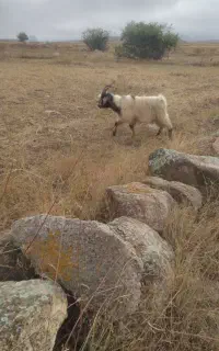 بز‌  نر