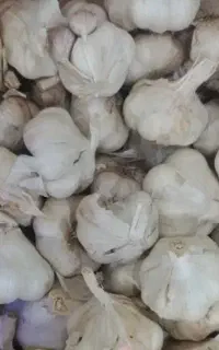 سیر