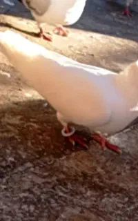 کبوتر
